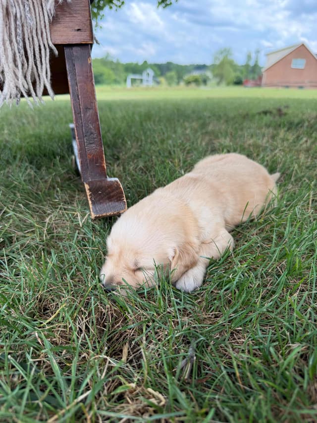 Beautiful Golden Retriever Puppies! media 23