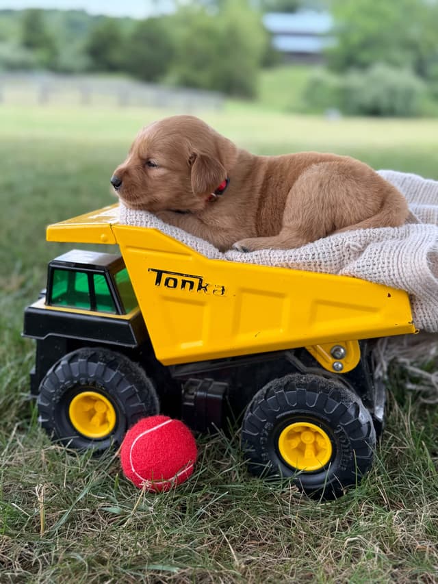 Beautiful Golden Retriever Puppies! media 26