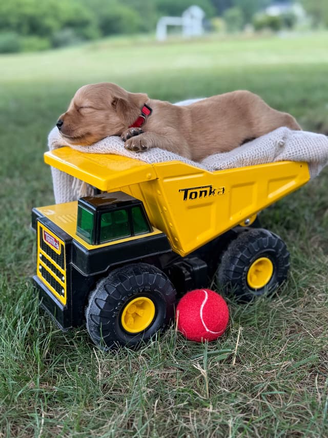 Beautiful Golden Retriever Puppies! media 27