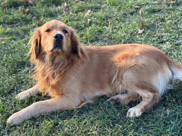 Beautiful Golden Retriever Puppies! media 29