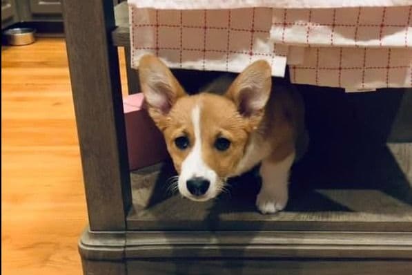 Pembroke Welsh Corgi Puppies breeder image 3