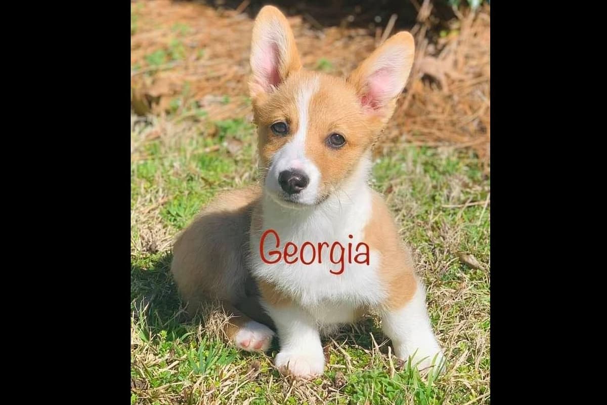 Pembroke Welsh Corgi Puppies breeder image 4
