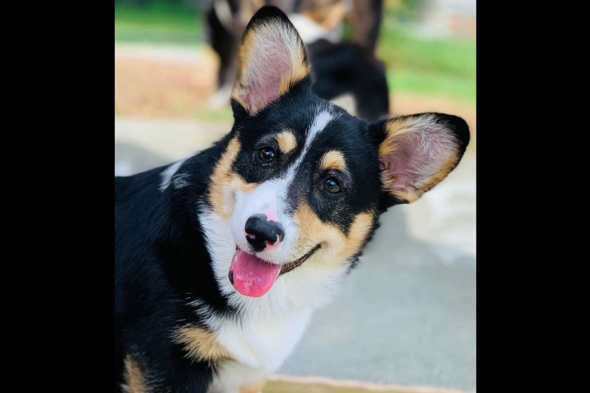 Pembroke Welsh Corgi Puppies breeder image 5