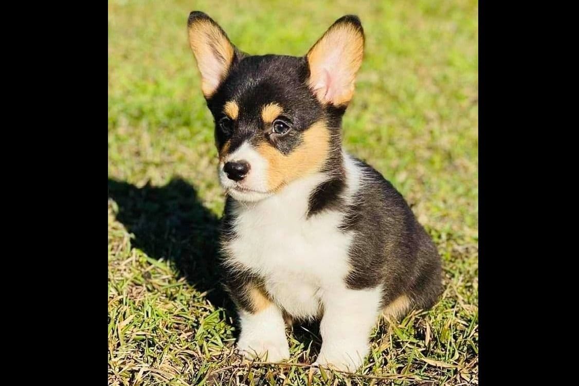 Pembroke Welsh Corgi Puppies breeder image 6