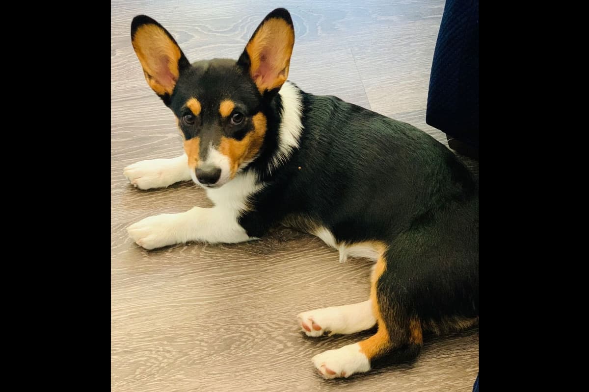 Pembroke Welsh Corgi Puppies breeder image 7