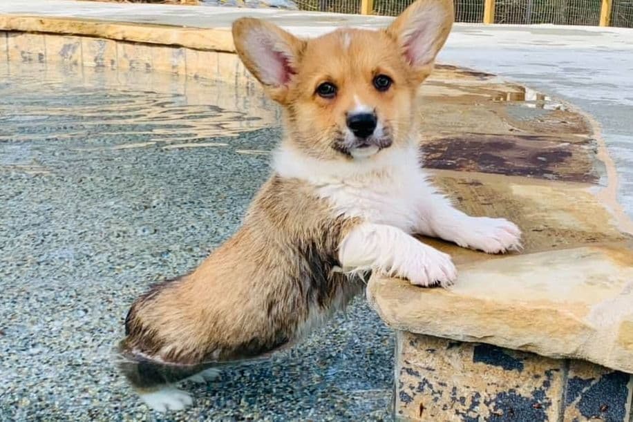 Pembroke Welsh Corgi Puppies breeder image 1