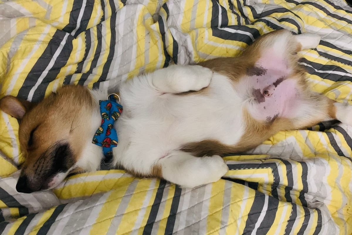 Pembroke Welsh Corgi Puppies breeder image 8