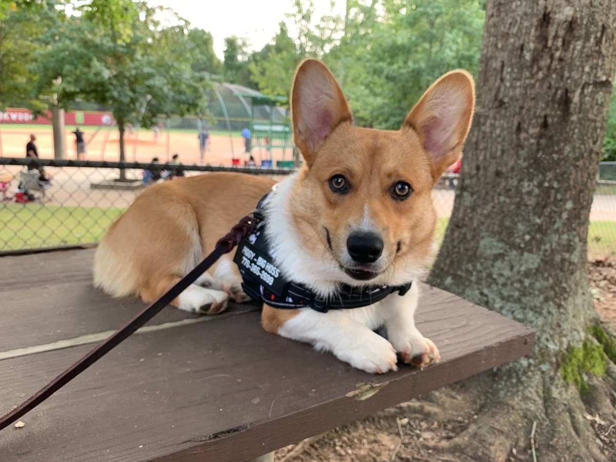 Pembroke Welsh Corgi Puppies breeder image 15
