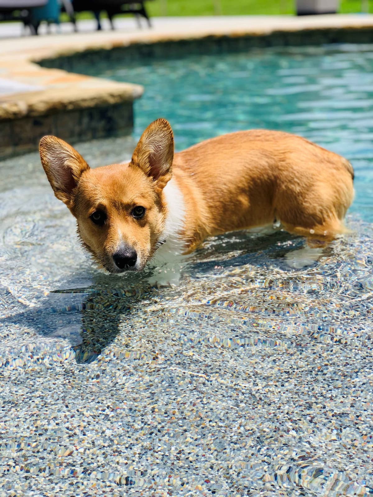 Pembroke Welsh Corgi Puppies breeder image 16