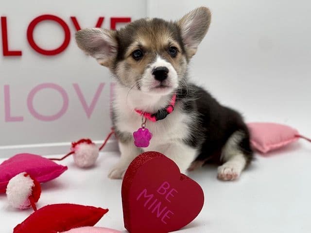 Pembroke Welsh Corgi Puppies breeder image 18