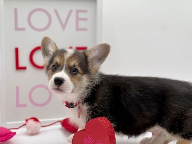 Pembroke Welsh Corgi Puppies breeder image 25