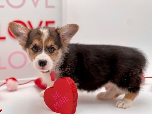 Pembroke Welsh Corgi Puppies breeder image 26