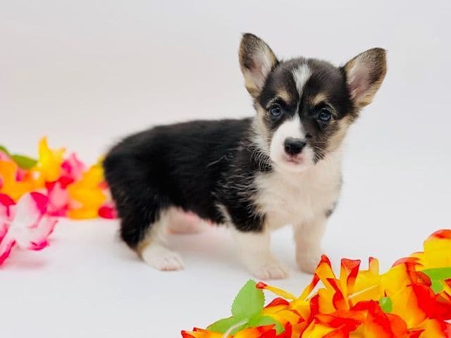 Pembroke Welsh Corgi Puppies breeder image 23