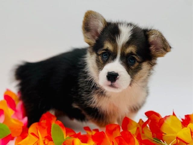Pembroke Welsh Corgi Puppies breeder image 27