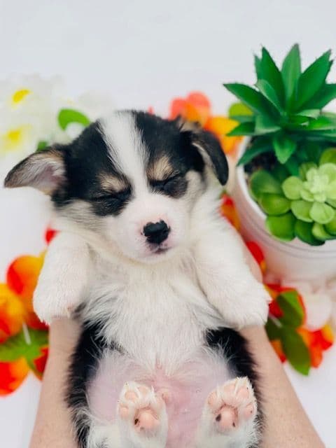 Pembroke Welsh Corgi Puppies breeder image 20