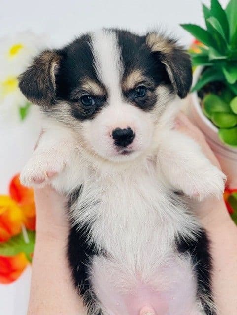Pembroke Welsh Corgi Puppies breeder image 22