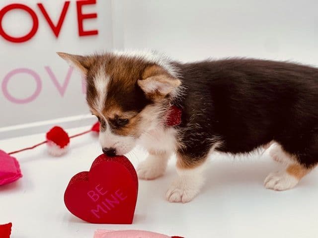 Pembroke Welsh Corgi Puppies breeder image 24