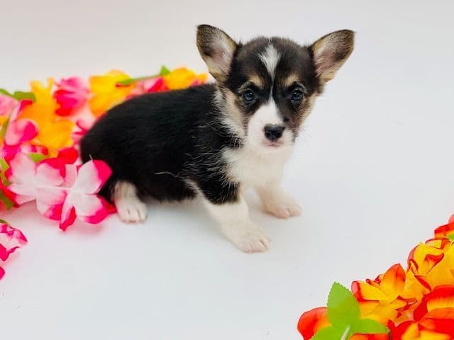 Pembroke Welsh Corgi Puppies breeder image 28
