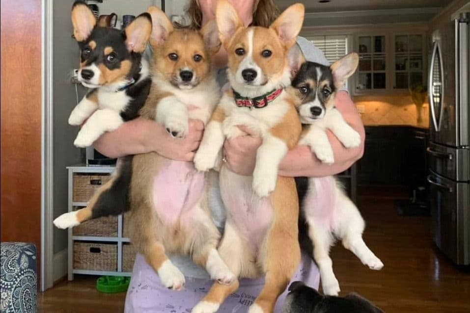 Pembroke Welsh Corgi Puppies breeder image 30