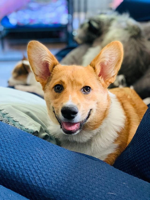 Pembroke Welsh Corgi Puppies media 2