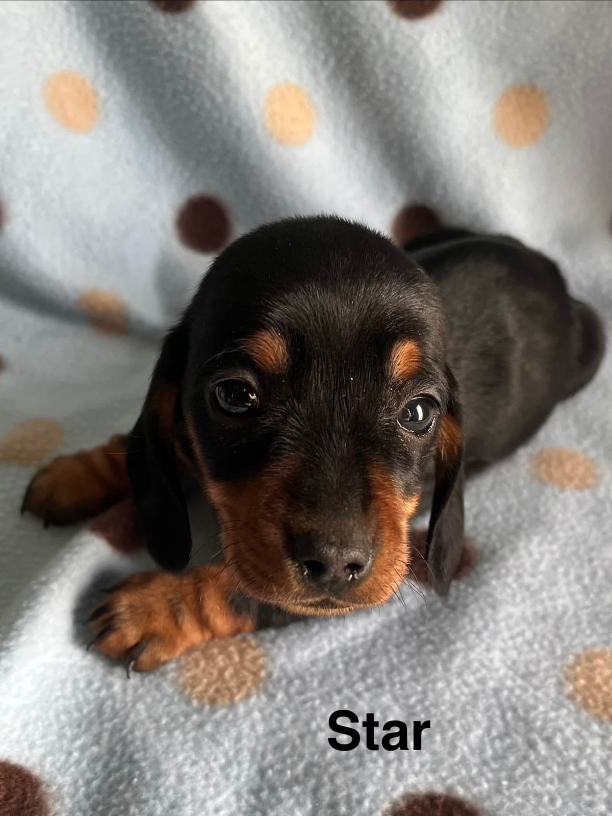 Dachshund Puppies breeder image 1