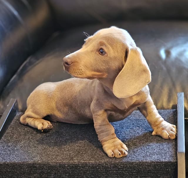 Dachshund Puppies media 2