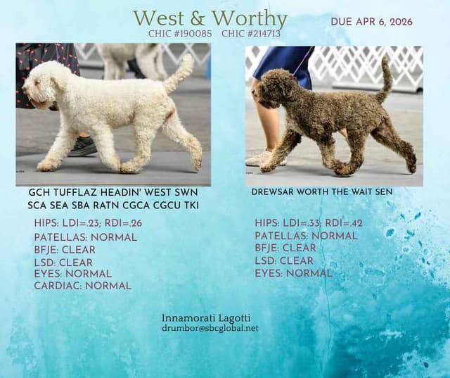 Lagotto Romagnolo Puppies media 4