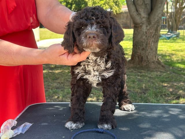 Lagotto Romagnolo Puppies media 3