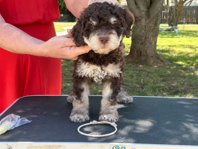 Lagotto Romagnolo Puppies media 2