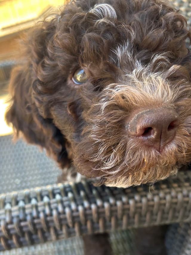 Lagotto Romagnolo Puppies media 5