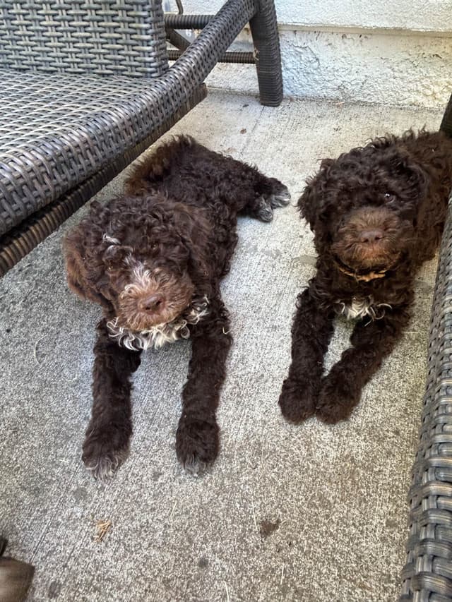 Lagotto Romagnolo Puppies media 6