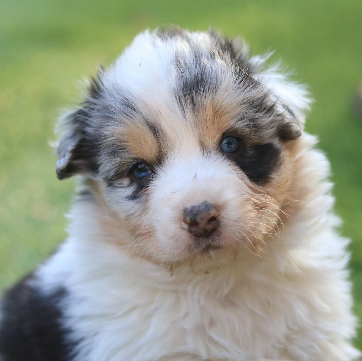 Australian Shepherd Puppies breeder image 1
