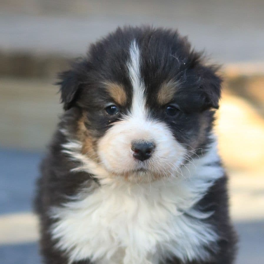 Australian Shepherd Puppies breeder image 2