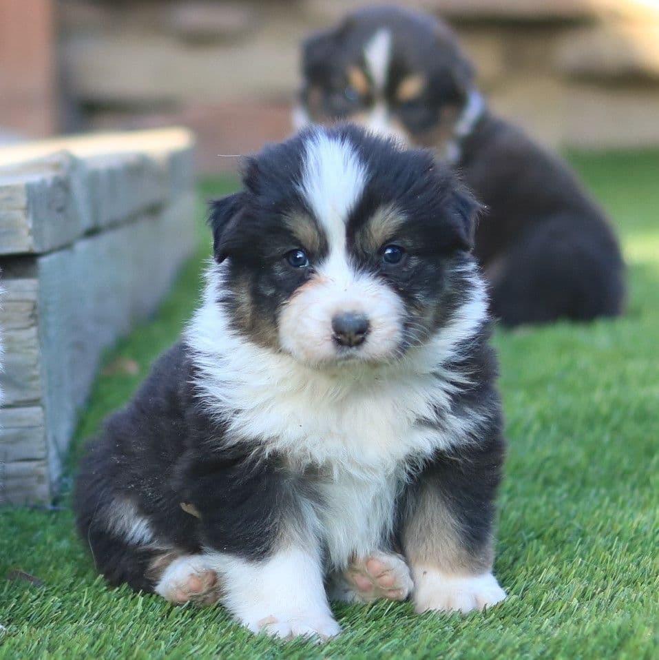 Australian Shepherd Puppies breeder image 3