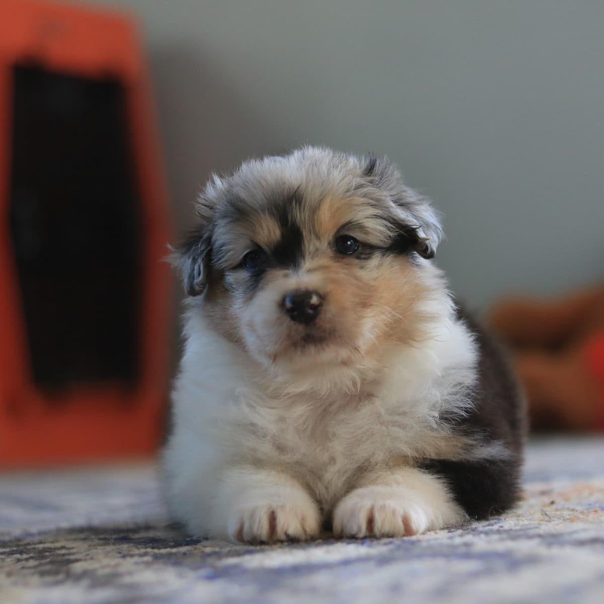 Australian Shepherd Puppies breeder image 4