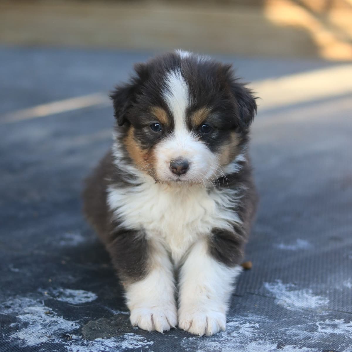 Australian Shepherd Puppies breeder image 5