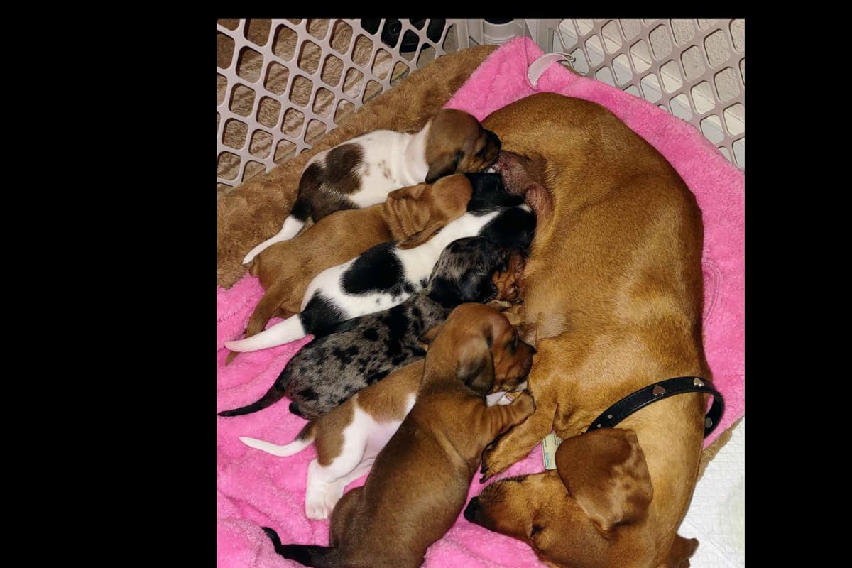 Dachshund Puppies breeder image 1