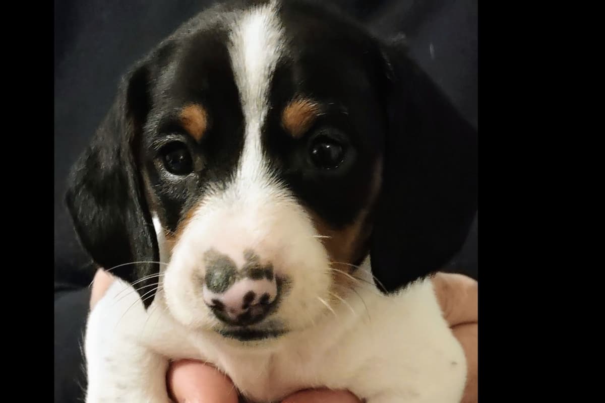 Dachshund Puppies breeder image 3
