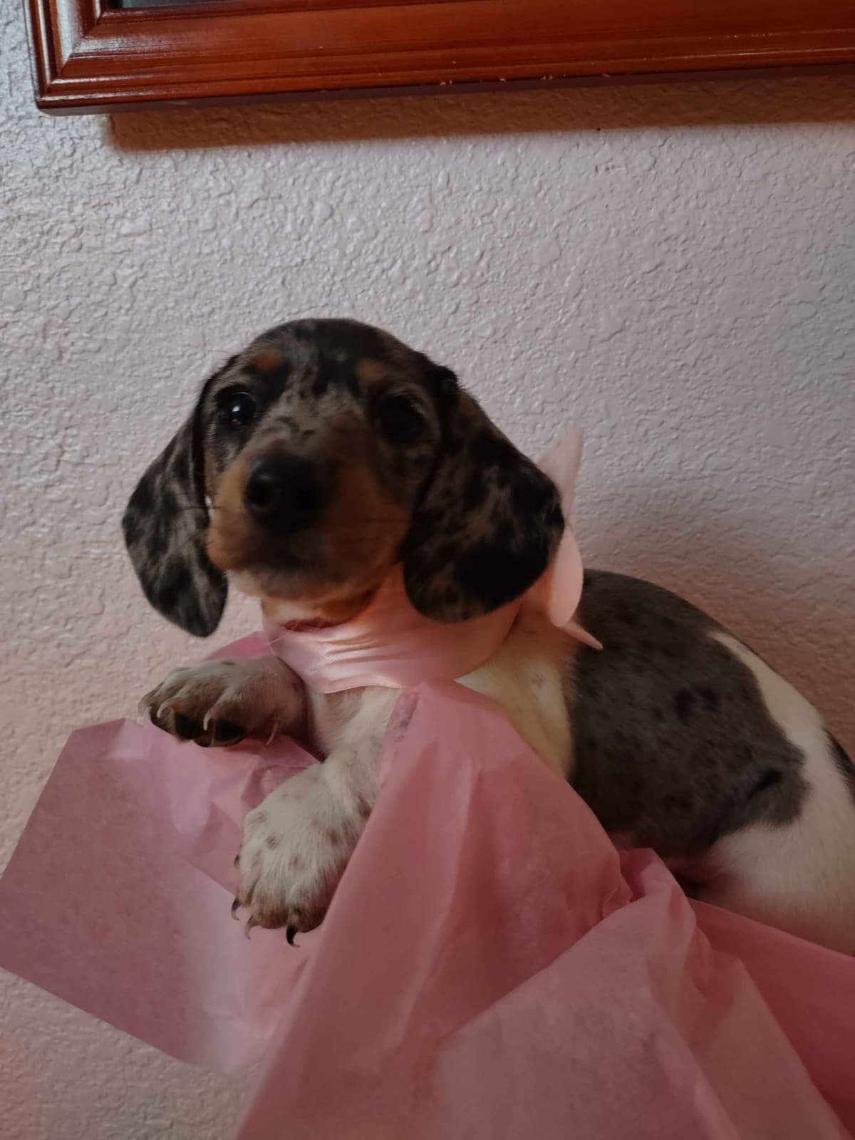 Dachshund Puppies breeder image 4
