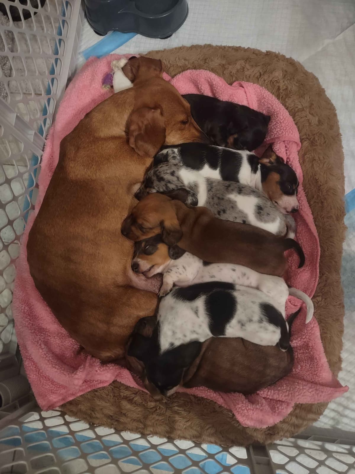 Dachshund Puppies breeder image 5