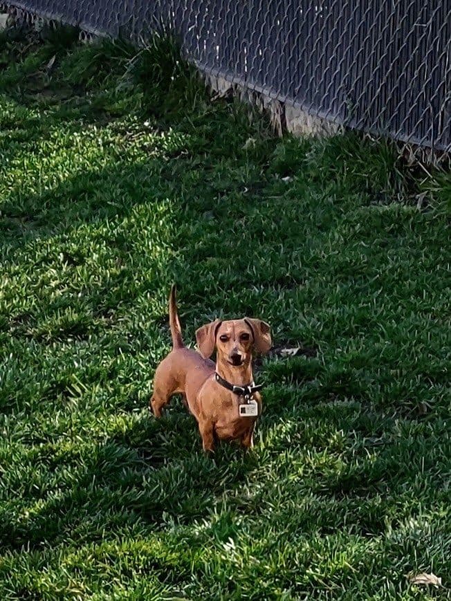 Dachshund Puppies breeder image 8
