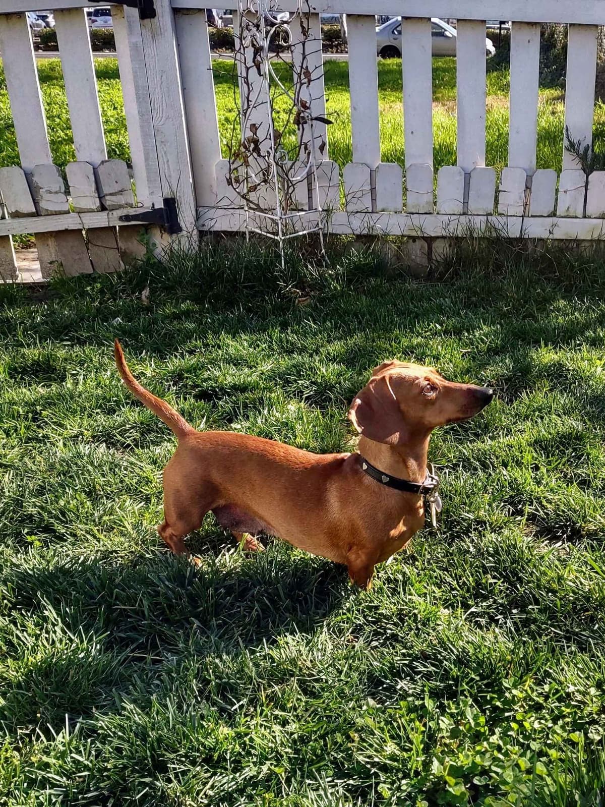 Dachshund Puppies breeder image 9