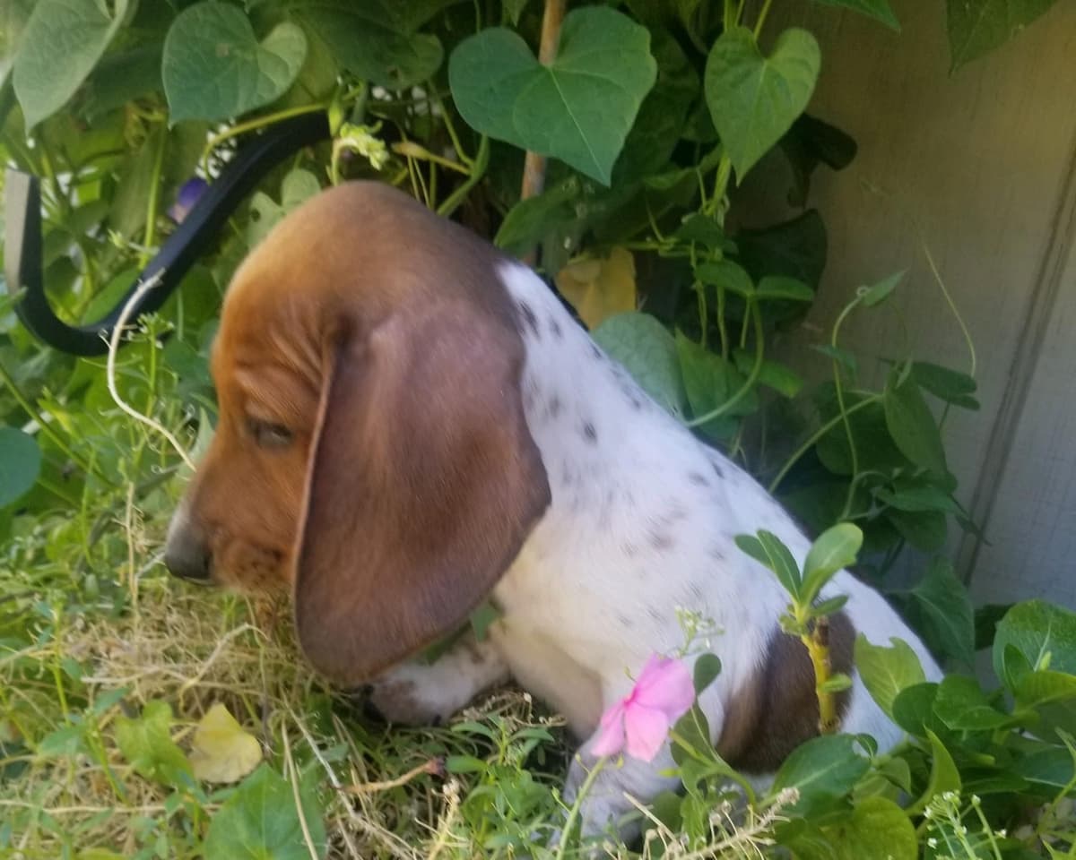 Dachshund Puppies breeder image 10