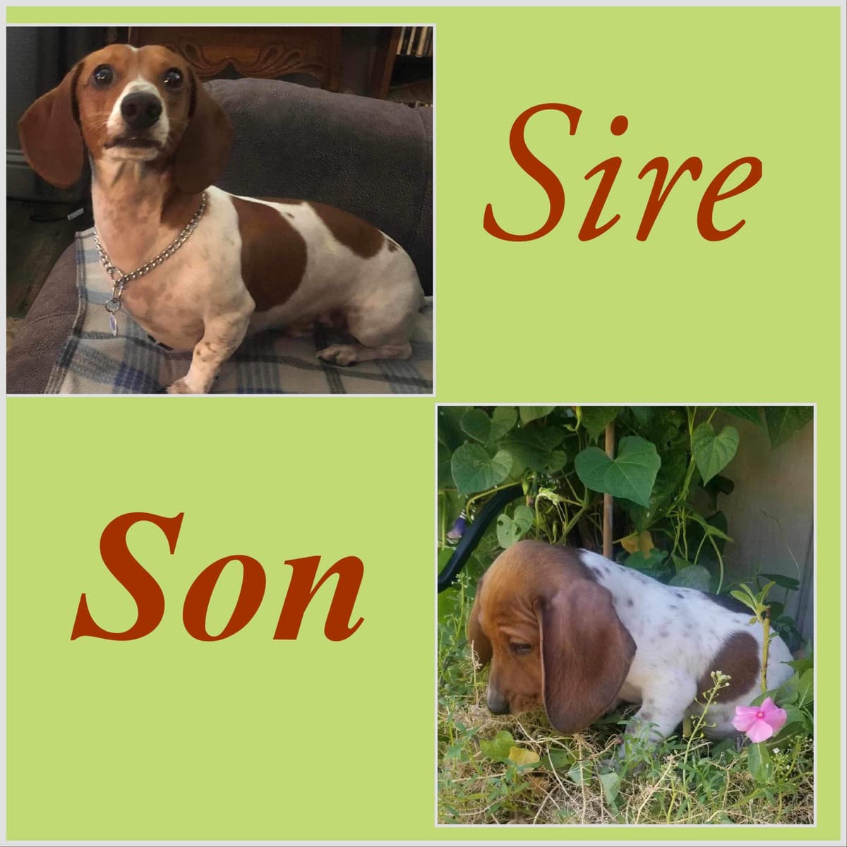 Dachshund Puppies breeder image 11