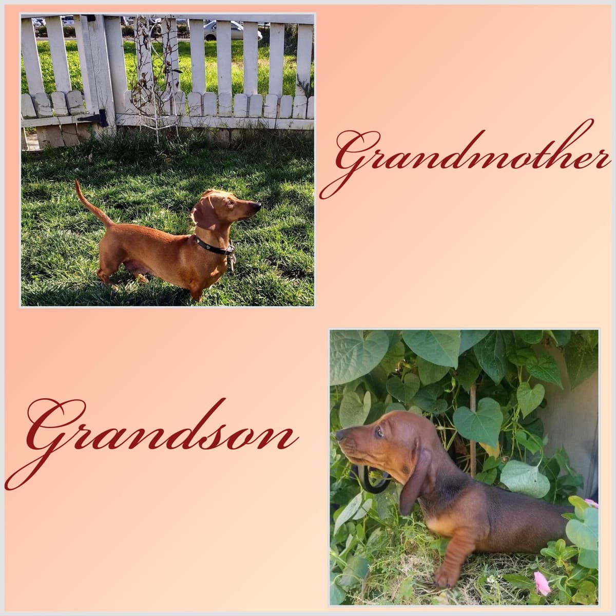 Dachshund Puppies breeder image 12