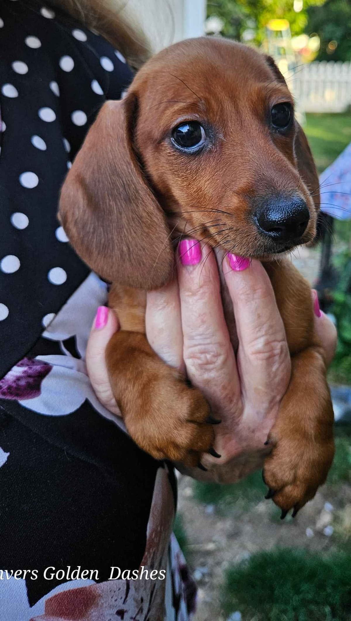 Dachshund Puppies breeder image 13