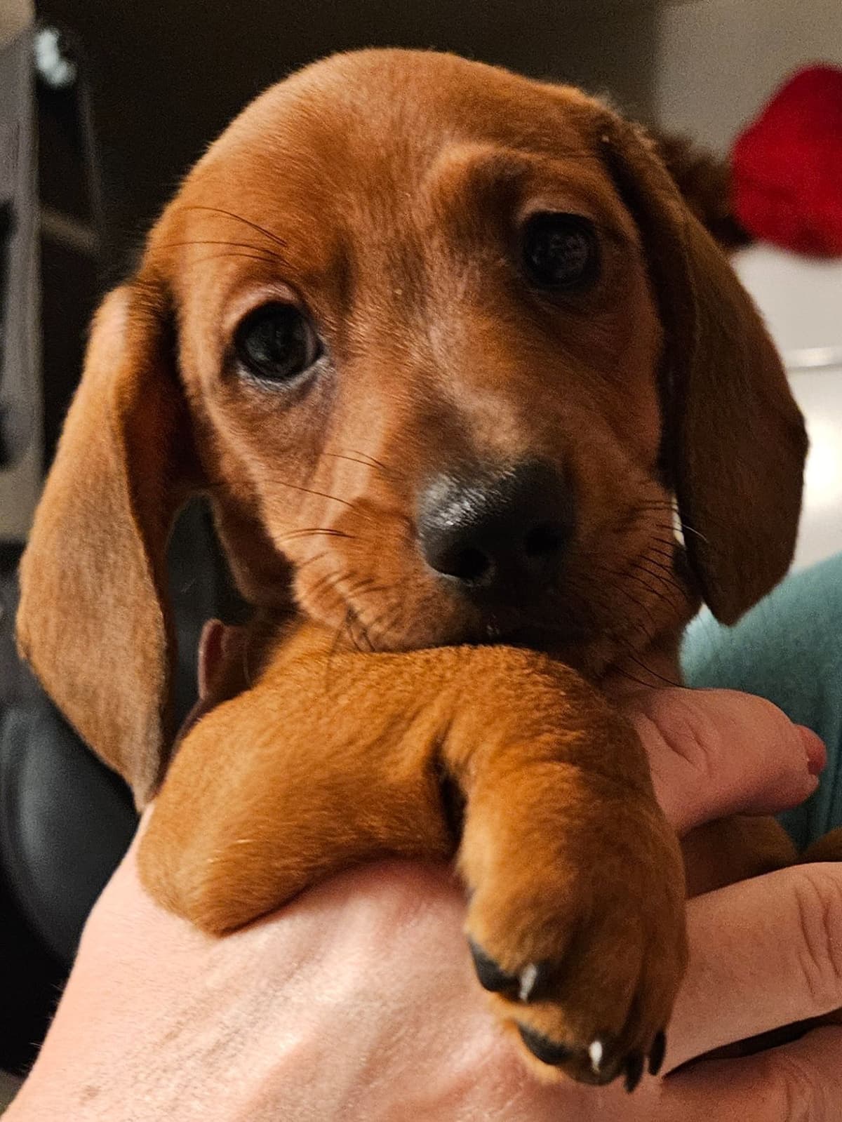 Dachshund Puppies breeder image 14