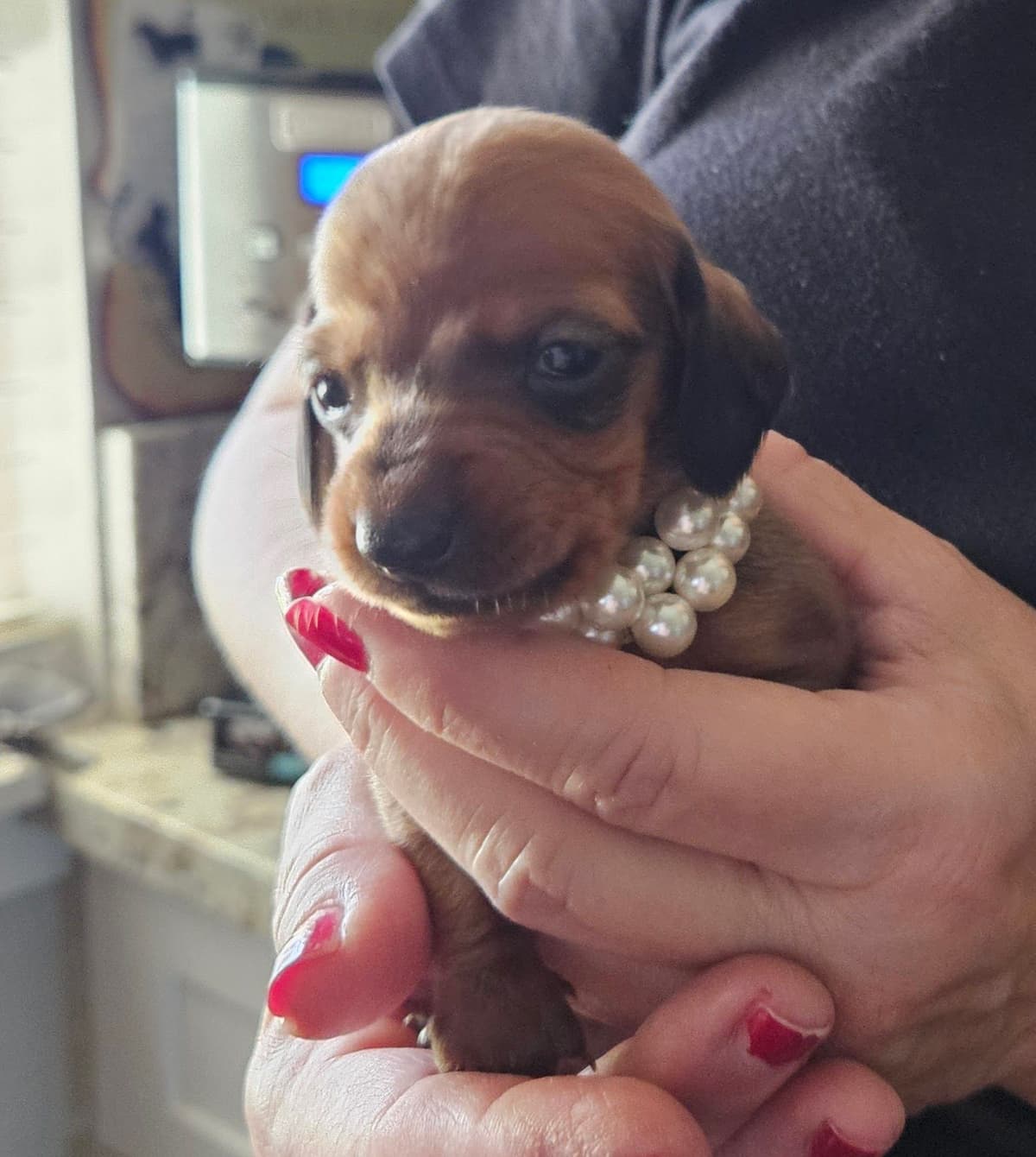 Dachshund Puppies breeder image 15