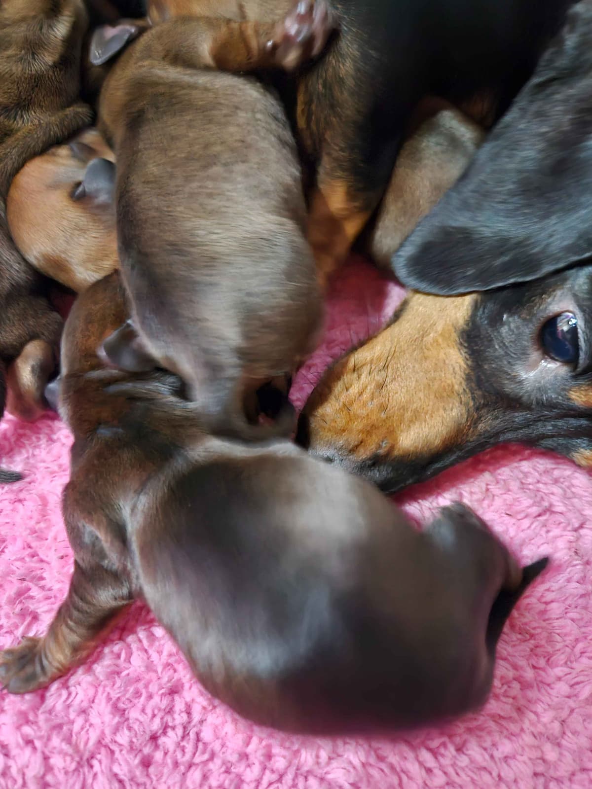Dachshund Puppies breeder image 16