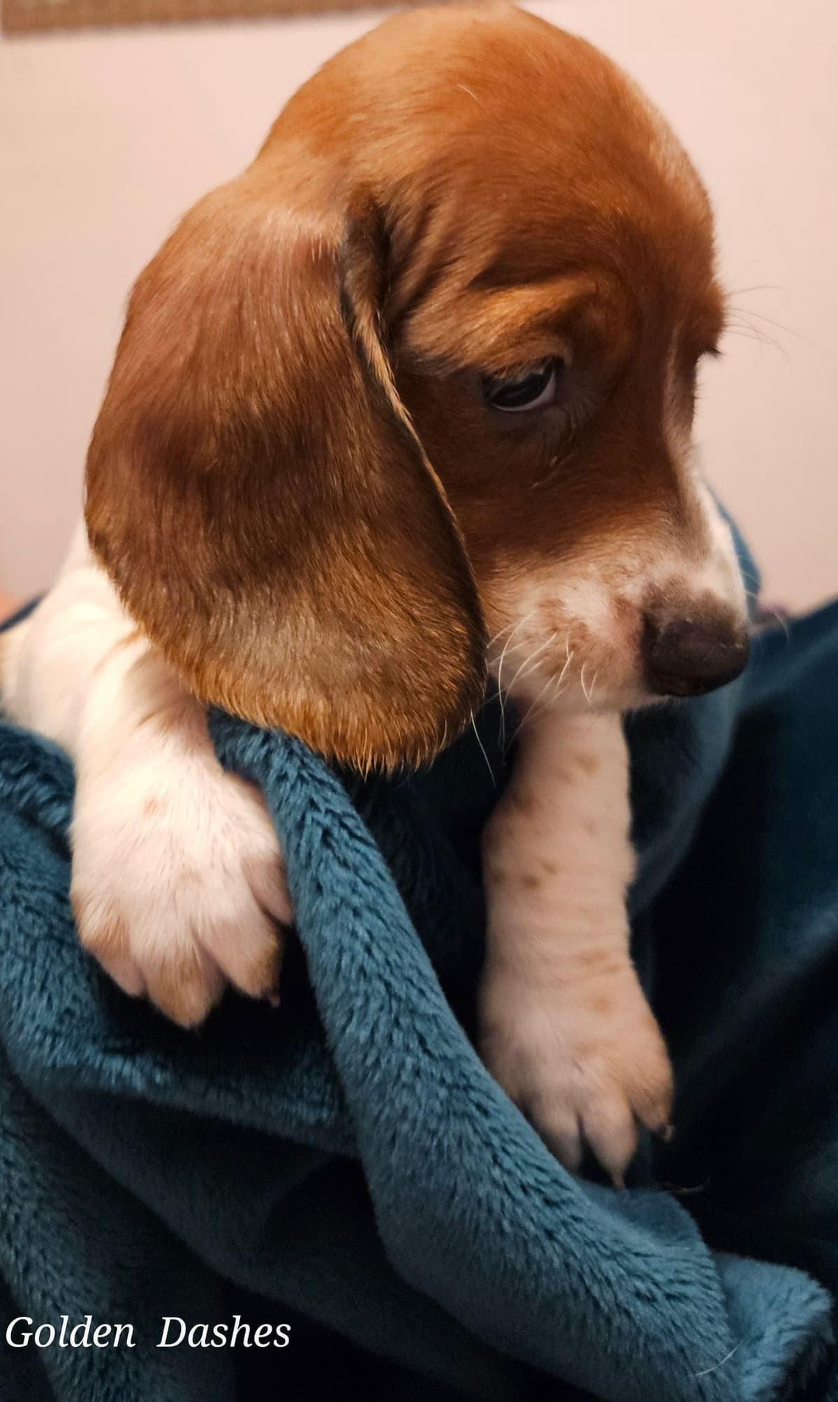 Dachshund Puppies breeder image 18
